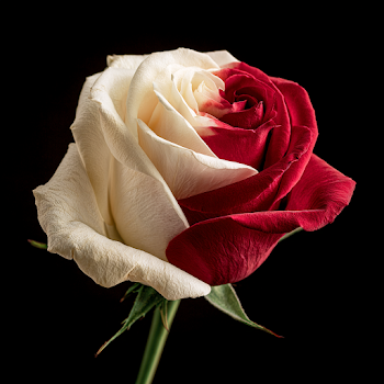 Elegant White and Red Rose
