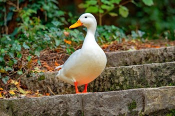 Elegant White Duck on Garden Steps