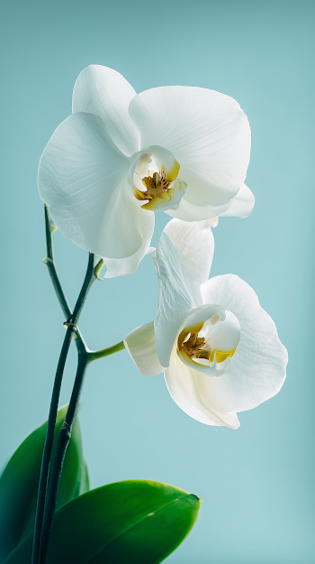 Elegant White Orchid Close-Up
