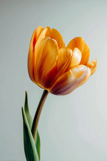 Elegant Yellow Tulip Against Light Background