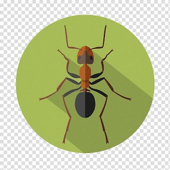 Elementary school Kindergarten Parenting Insect, school transparent background PNG clipart