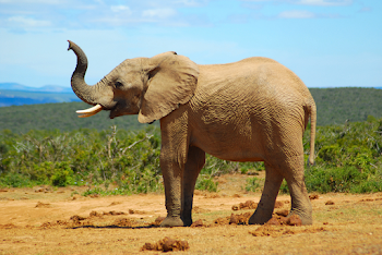 elephant
