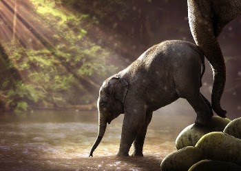 Elephant by the waterfall. Original | Free Photo - rawpixel