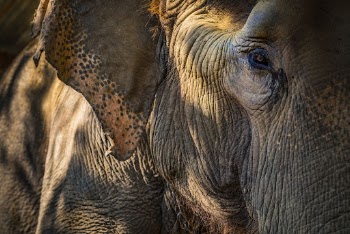 Elephant closeup, wildlife background. Free | Free Photo - rawpixel