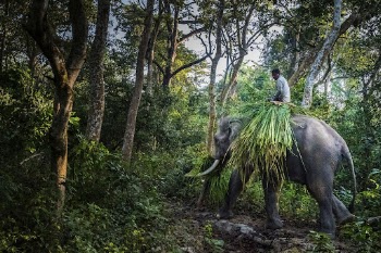 Elephant collecting grass in Chitwan | Free Photo - rawpixel