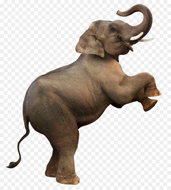 Elephant Download Computer file - Creative elephant stands PNG 