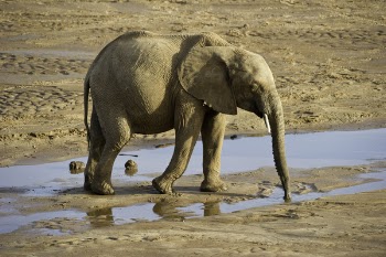 Elephant Drinking Water