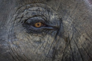 Elephant eye close up. Free | Free Photo - rawpixel