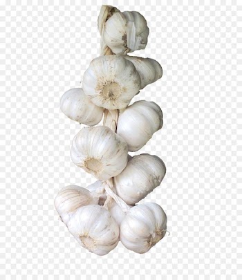 Elephant garlic Vegetable Condiment - A string of garlic HD clips 