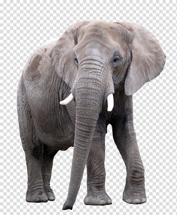 Elephant, grey elephant animal transparent background PNG clipart