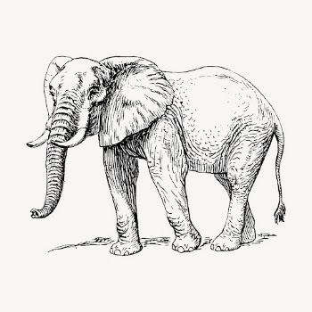 Elephant hand drawn clipart, animal | Free Vector - rawpixel