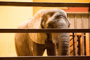 Elephant Inside Cage