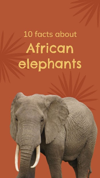 Elephant Instagram story template, animal | Free Vector Template - rawpixel