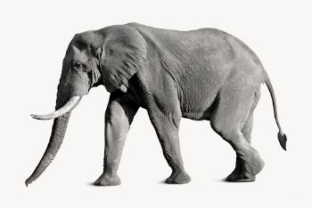 Elephant  isolated on white, | Free Photo - rawpixel