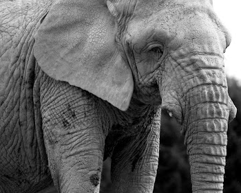 elephant.jpg