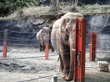 Elephant Near Orange And Black Fence