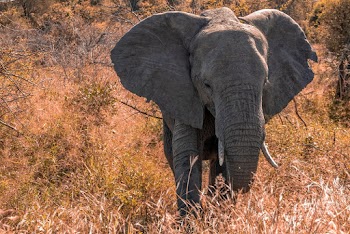 Elephant Near Plants and Trees