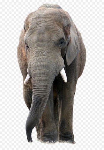 Elephant PaintShop Pro Icon - animal 