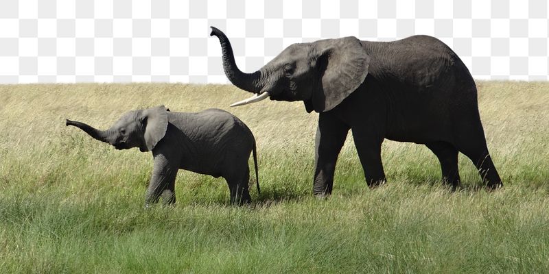 Elephant png border sticker, animal, | Free PNG - rawpixel