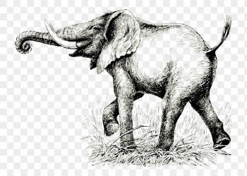Elephant png clipart, vintage animal, | Free PNG - rawpixel