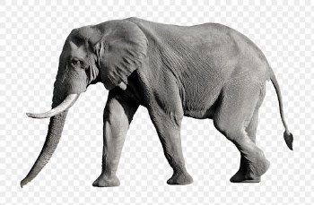 Elephant png clipart, wildlife, transparent | Free PNG - rawpixel