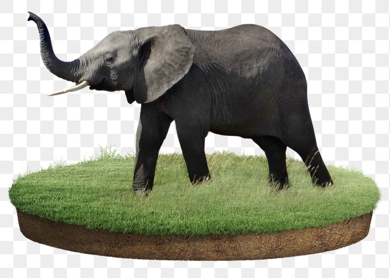 Elephant png sticker, animal, transparent | Free PNG - rawpixel