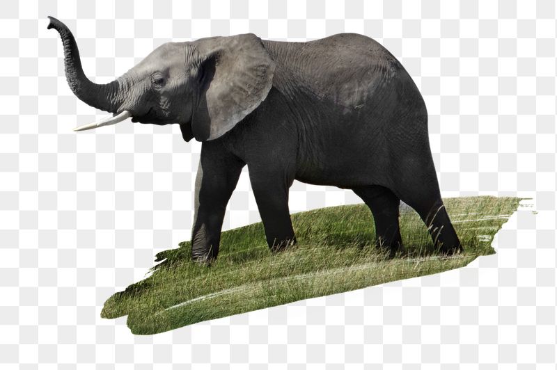 Elephant png sticker, animal, transparent | Free PNG - rawpixel