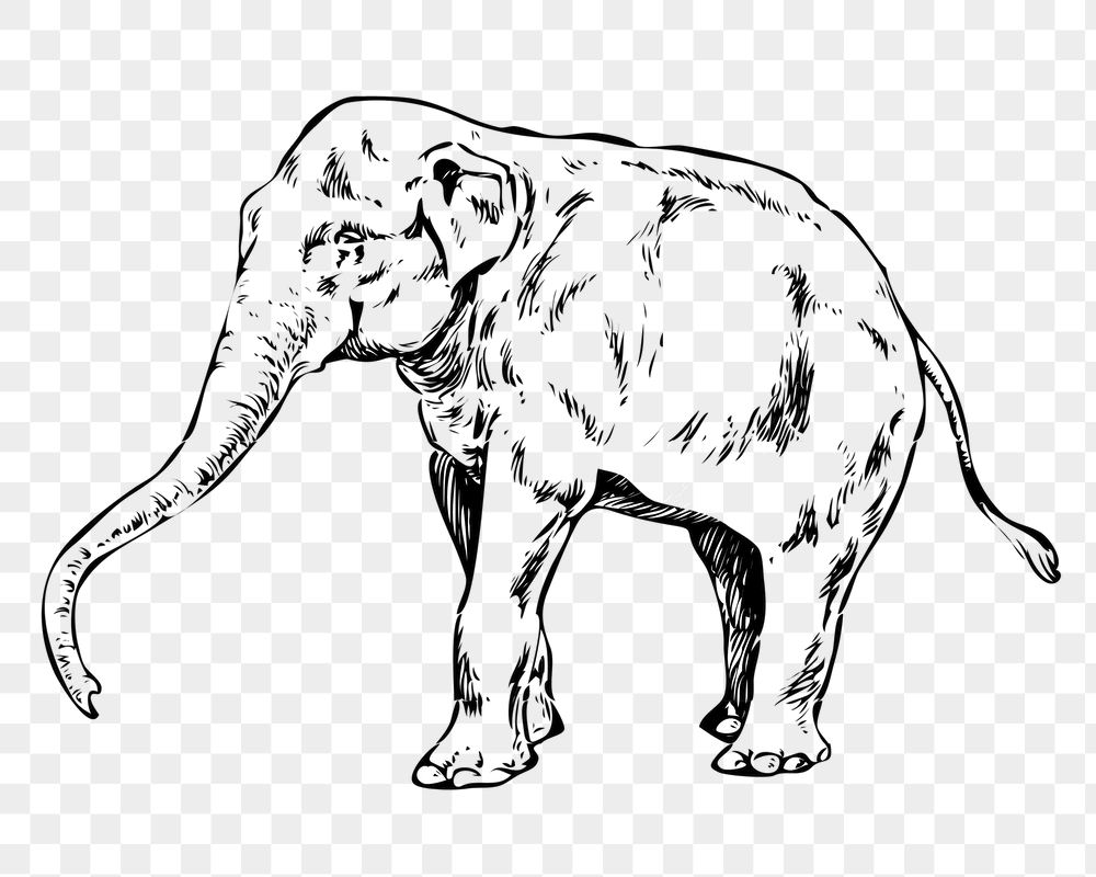 Elephant png sticker, wildlife vintage | Free PNG - rawpixel