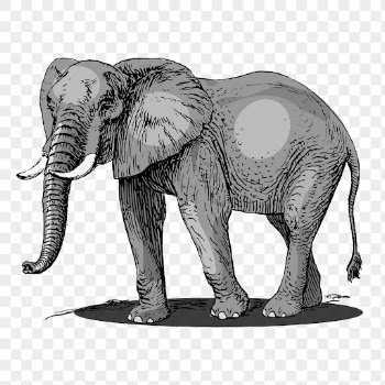 Elephant png, wild animal sticker | Free PNG - rawpixel