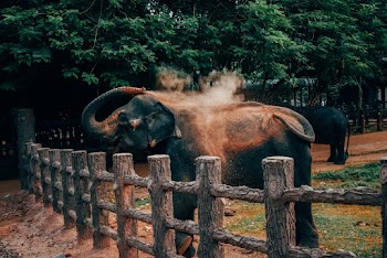 Elephant Pouring Itself With Sand