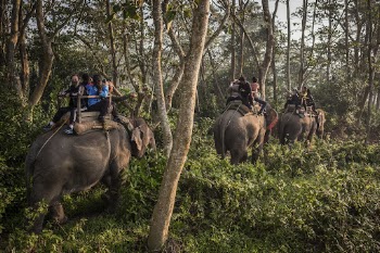 Elephant ride in forest, Sauraha, | Free Photo - rawpixel