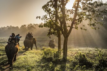 Elephant ride in forest, Sauraha, | Free Photo - rawpixel