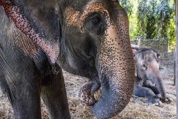 Elephant's face closeup, animal background. | Free Photo - rawpixel