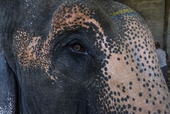 Elephant's face closeup, animal background. | Free Photo - rawpixel