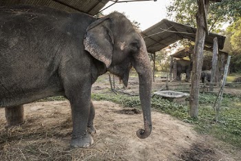 Elephant shelter, wild animal background. | Free Photo - rawpixel
