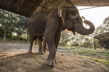 Elephant shelter, wild animal background. | Free Photo - rawpixel