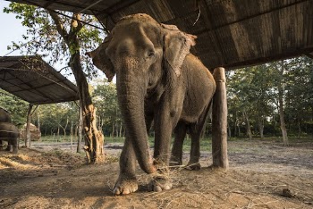 Elephant shelter, wild animal background. | Free Photo - rawpixel