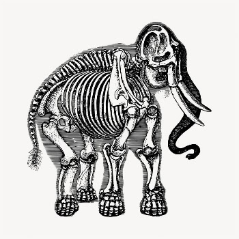 Elephant skeleton illustration clipart vector. | Free Vector - rawpixel