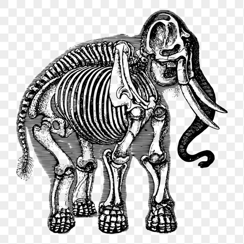 Elephant skeleton png sticker illustration, | Free PNG - rawpixel