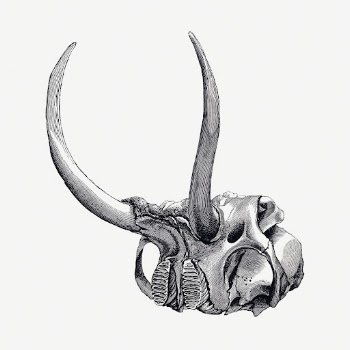 Elephant skull drawing, wildlife print, | Free Photo Illustration - rawpixel