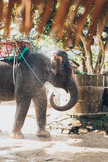 Elephant Splashing Water