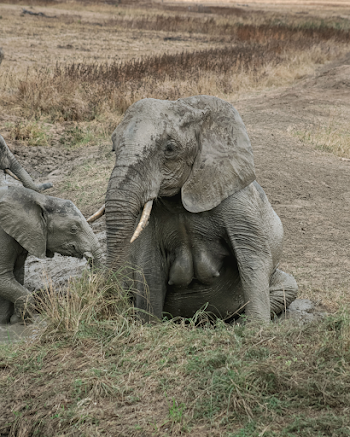 Elephant teats