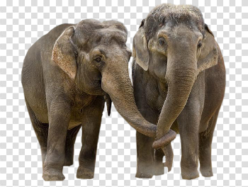 Elephant Transparent Background PNG