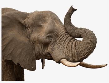 Elephant Trunk - Elephant Png Transparent Background - Free ...