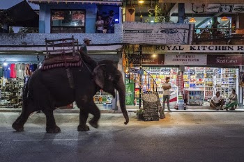 Elephant walking down street in Sauraha, | Free Photo - rawpixel