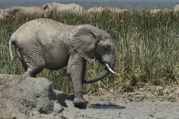 Elephant Walks on Puddle
