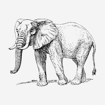 Elephant, wild animal hand drawn | Free Photo - rawpixel