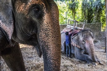 Elephant, wild animal shelter. Free | Free Photo - rawpixel