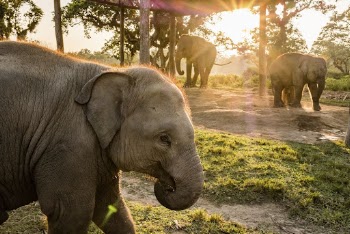 Elephant, wildlife background. Free public | Free Photo - rawpixel