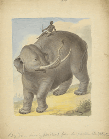  Elephant with Ride painting | Free Photo - rawpixel